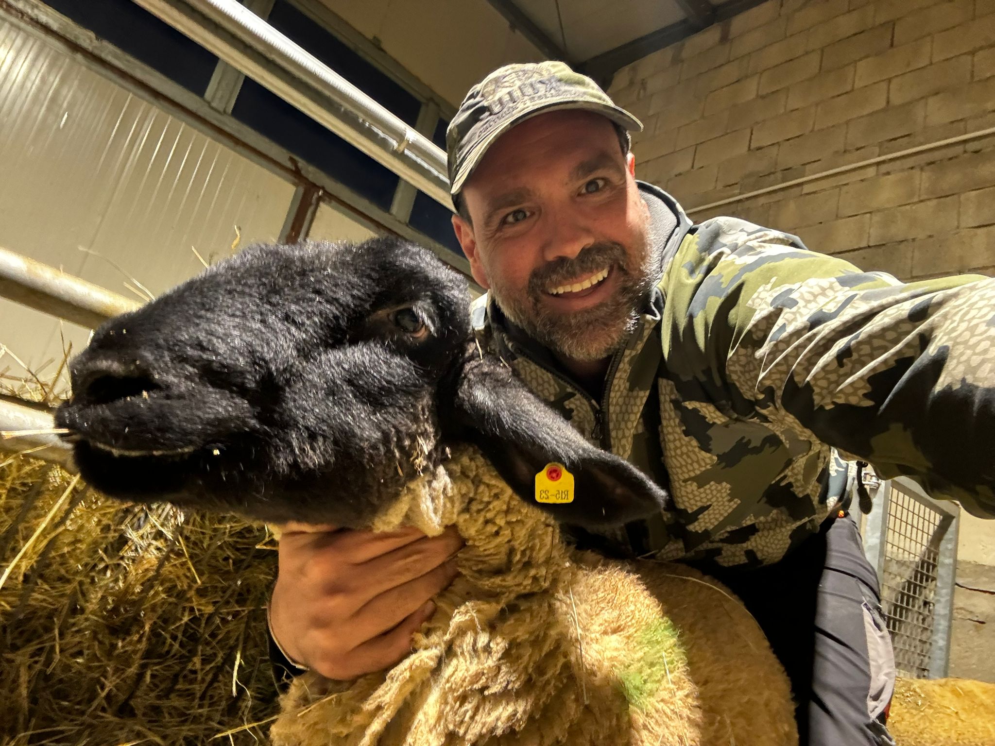 Pecore Suffolk - Allevamento selezionato